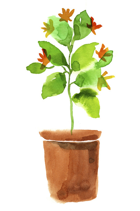 lg nn second layer illustration water colour pot plant 02 rgb1 jpg | WebJET CMS